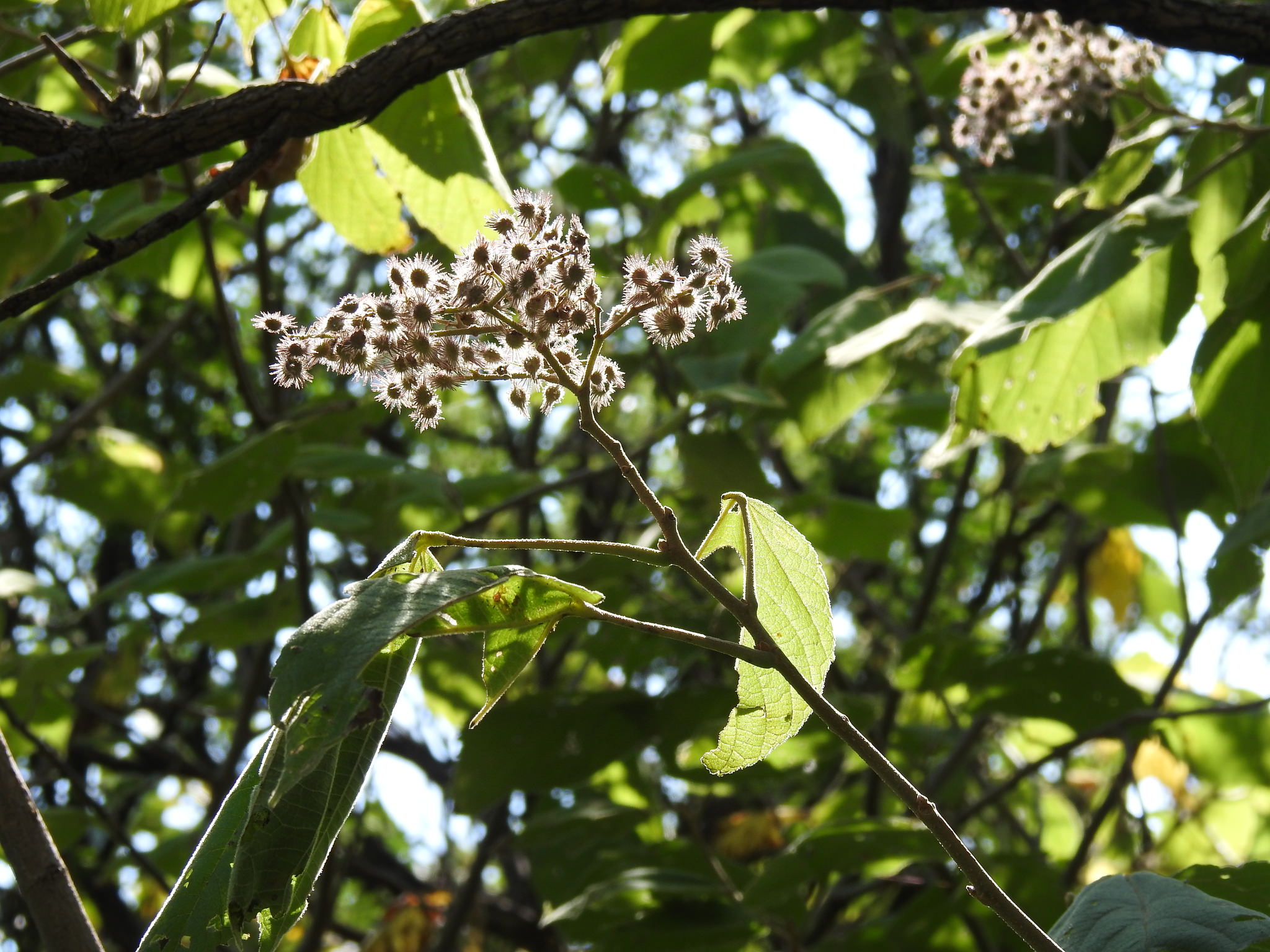 Heliocarpus terebinthinaceus